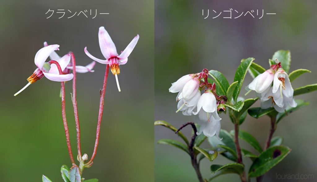 コケモモの花とクランベリーの花比較
