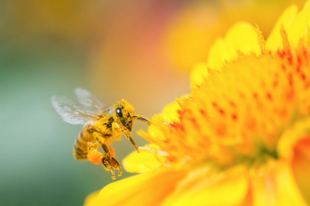 花粉団子が足についたハチ
