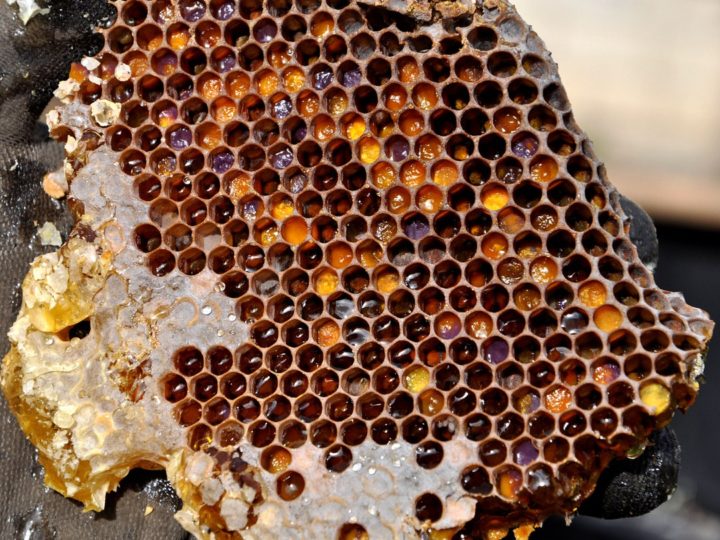喉スプレーから歯磨き粉まで！蜂蜜以外のマヌカハニーアイテムおすすめ６選！